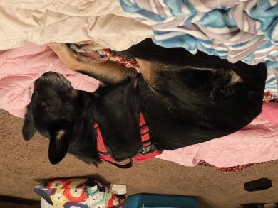 Ellie asleep