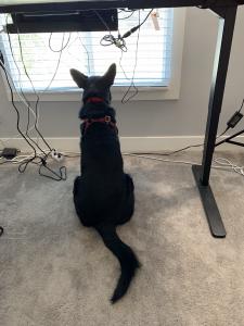 Ellie